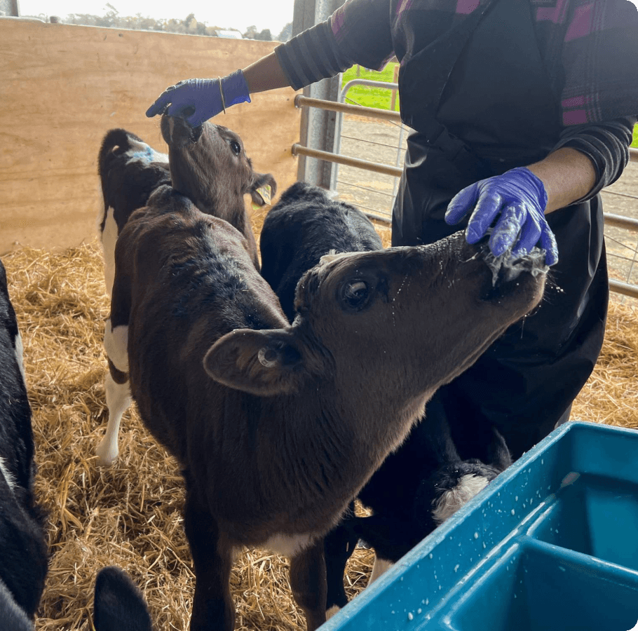 feeding